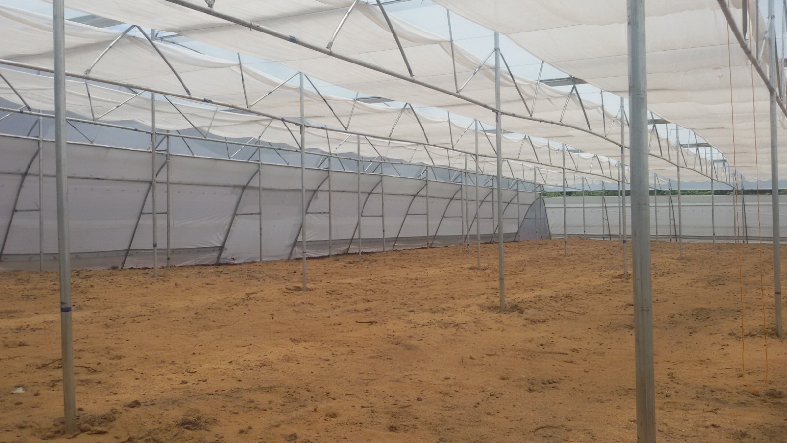 Greenhouse Project 50